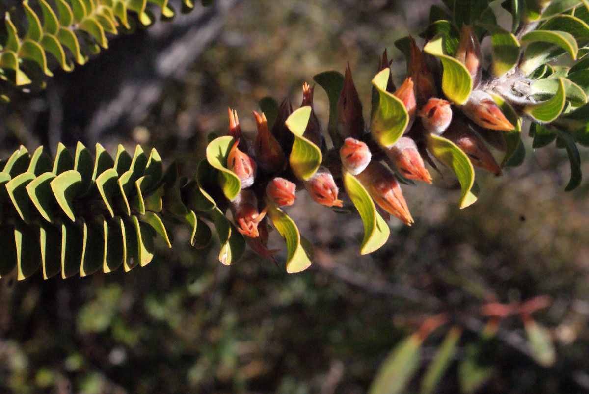 Melaleuca inops flower