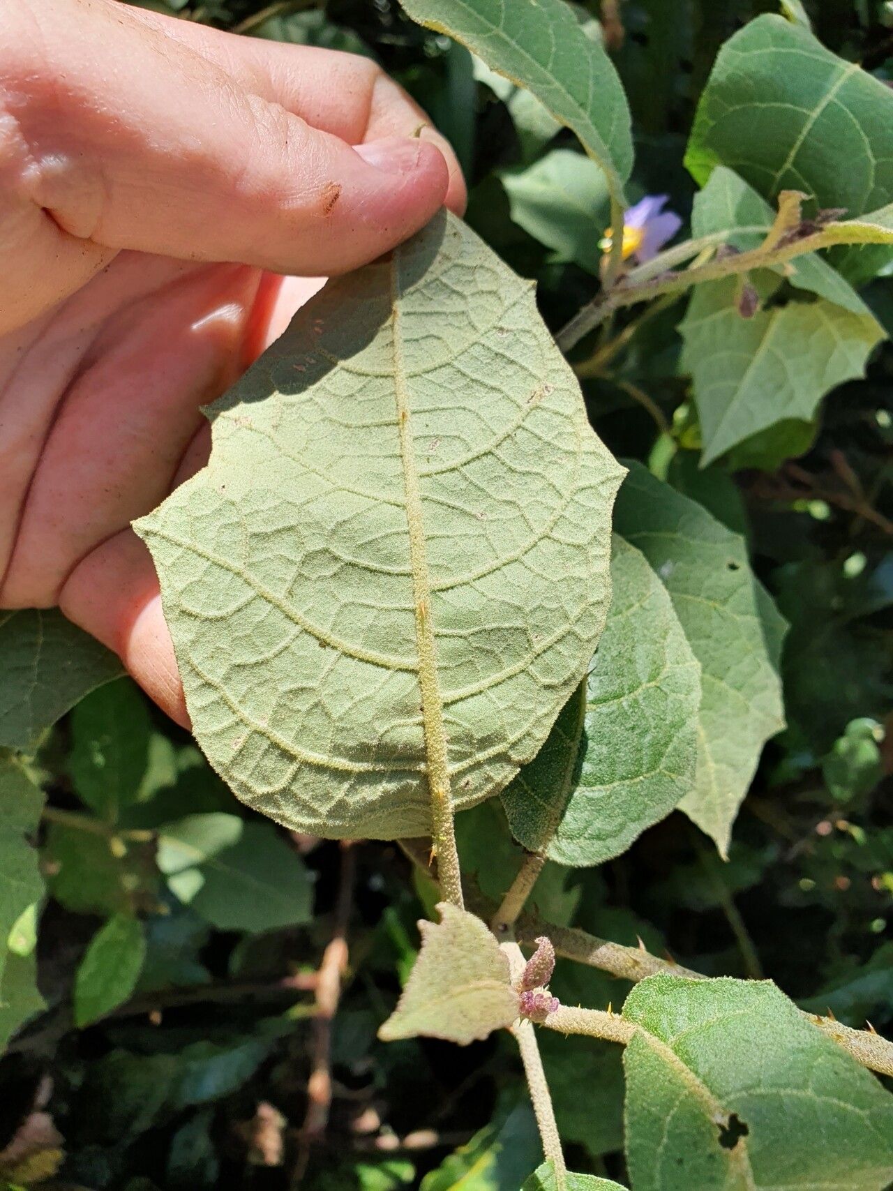 Solanum hamulosum — houseplant care guide