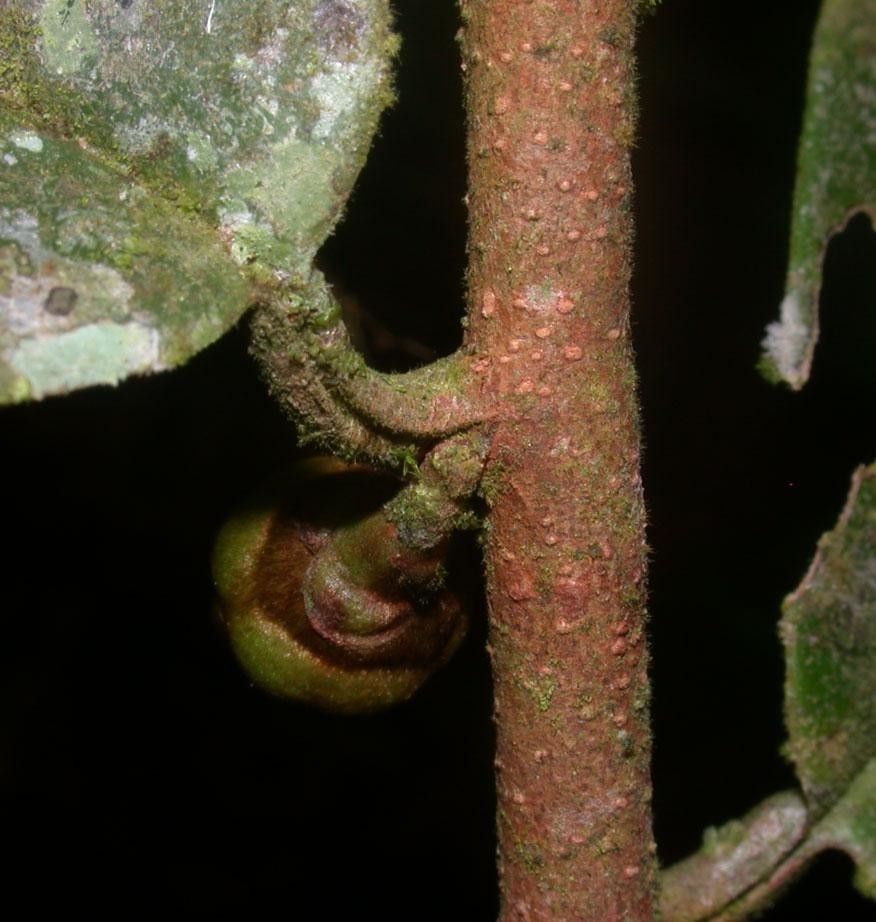Xylopia bocatorena bark