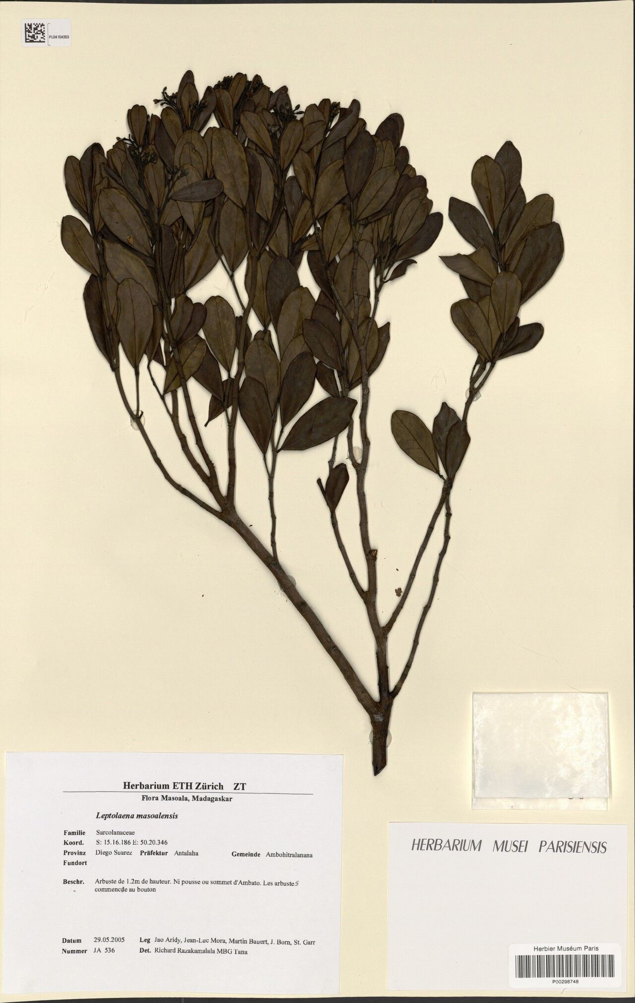 Leptolaena masoalensis — related species from the same genus