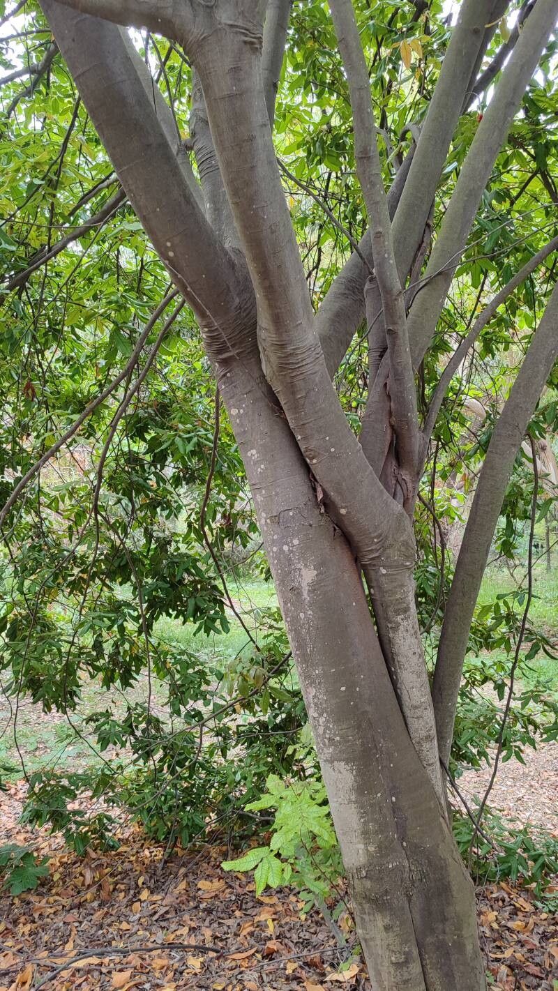 Alectryon tomentosus bark