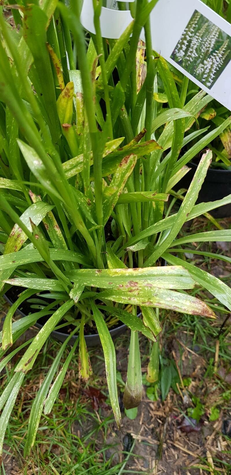 Spiranthes cernua — related species from the same genus