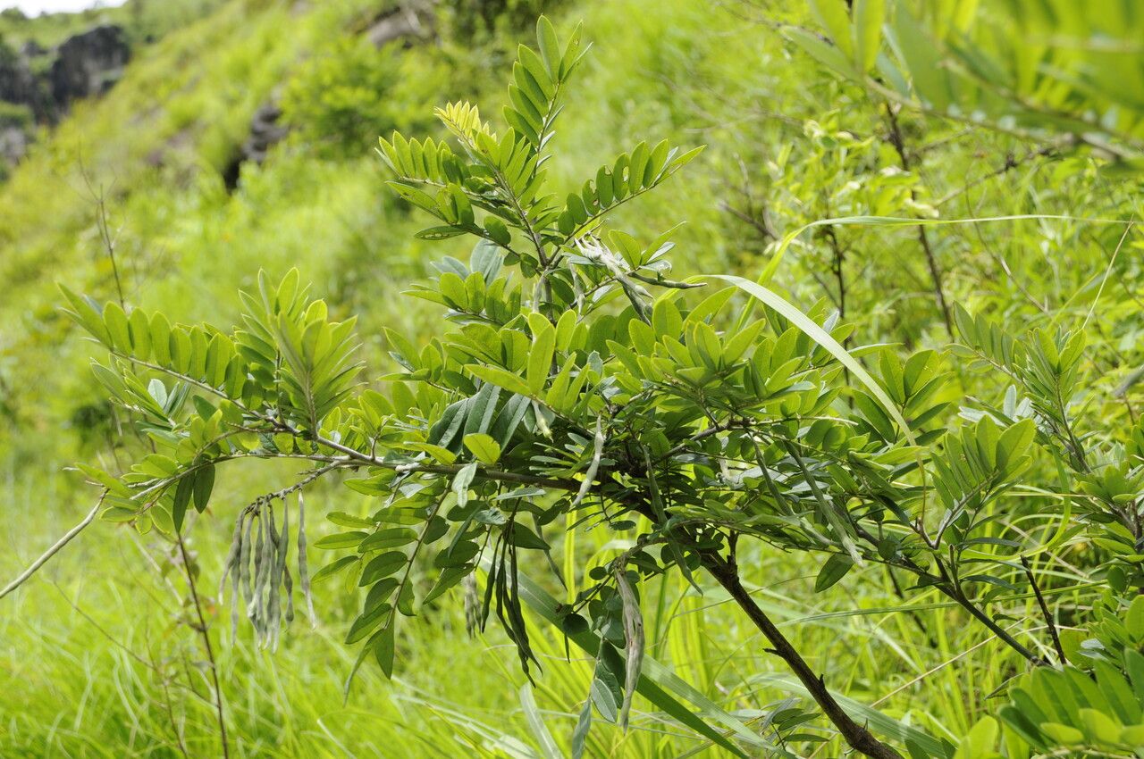 Sophora velutina habit