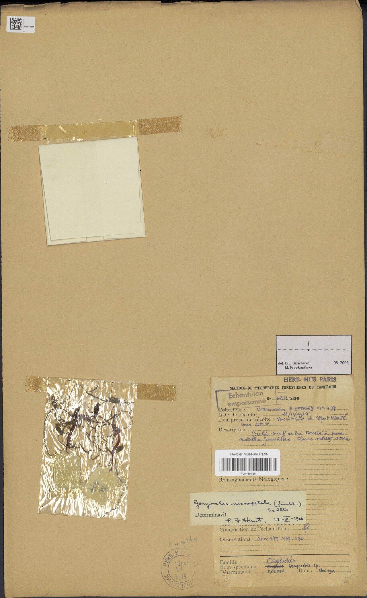 Bulbophyllum micropetalum — houseplant care guide