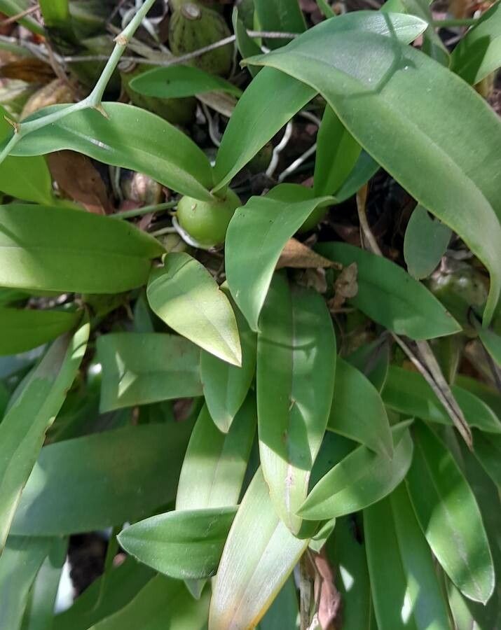 Gomesa bifolia — related species from the same genus