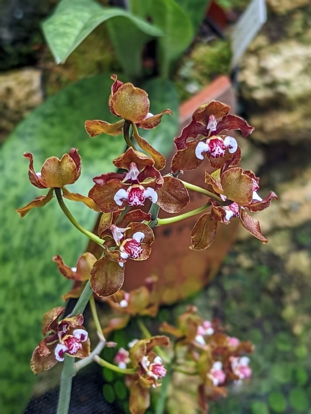 Trichocentrum microchilum flower