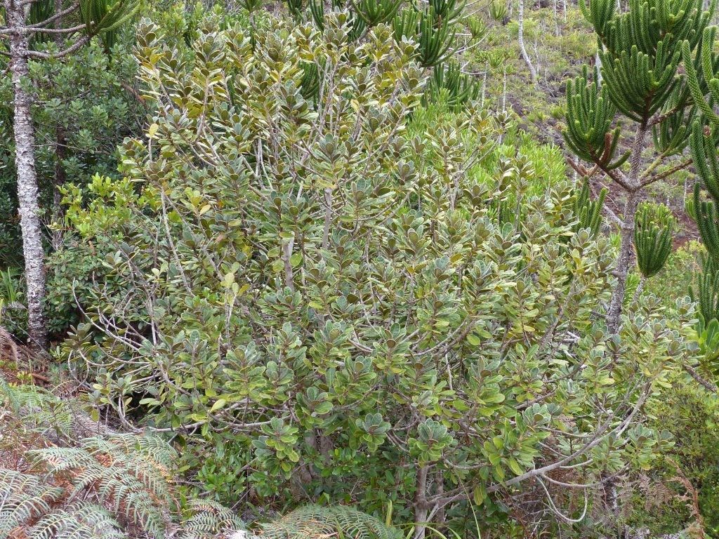 Planchonella crassinervia habit
