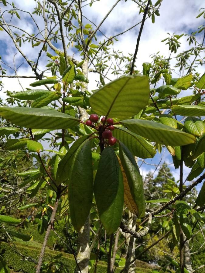 Frangula azorica fruit