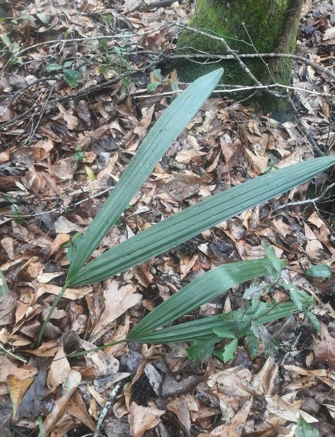 Sabal minor — search result for 'Palm'