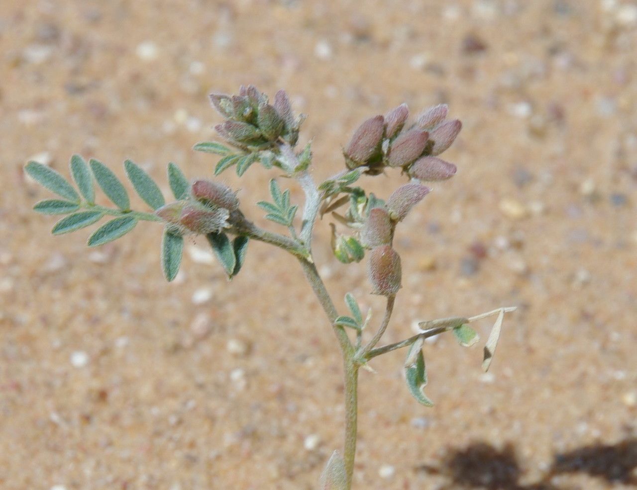 Astragalus vogelii fruit