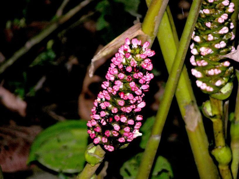 Renealmia costaricensis fruit