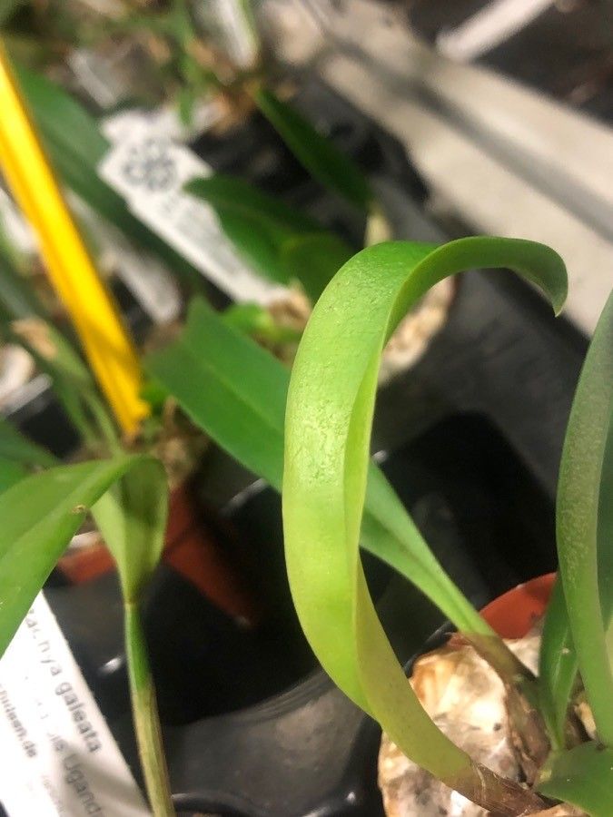 Bulbophyllum recurvilabre — search result for 'Bulbophyllum'
