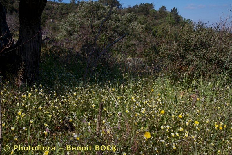 Viola roccabrunensis habit