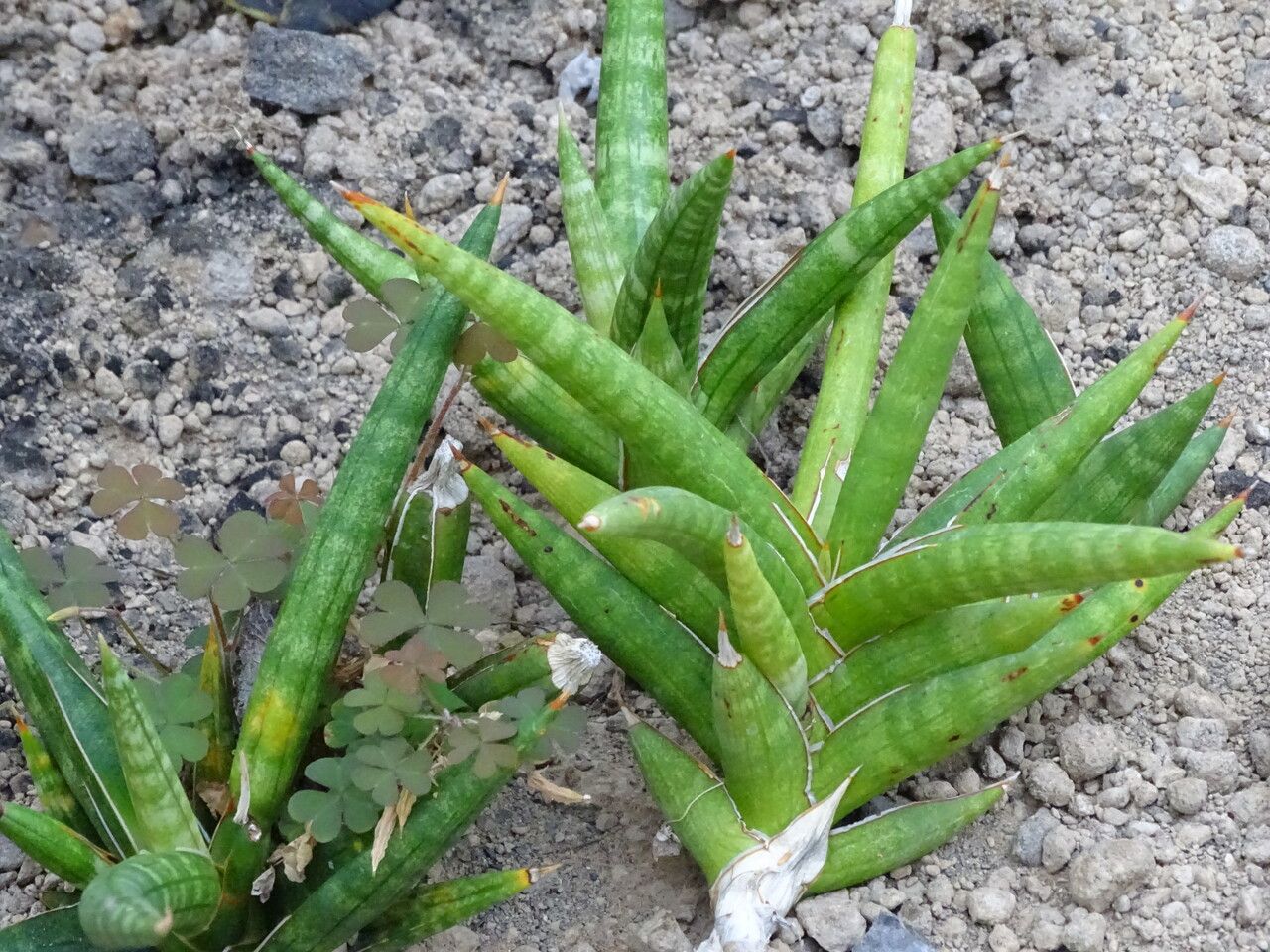 Sansevieria canaliculata leaf