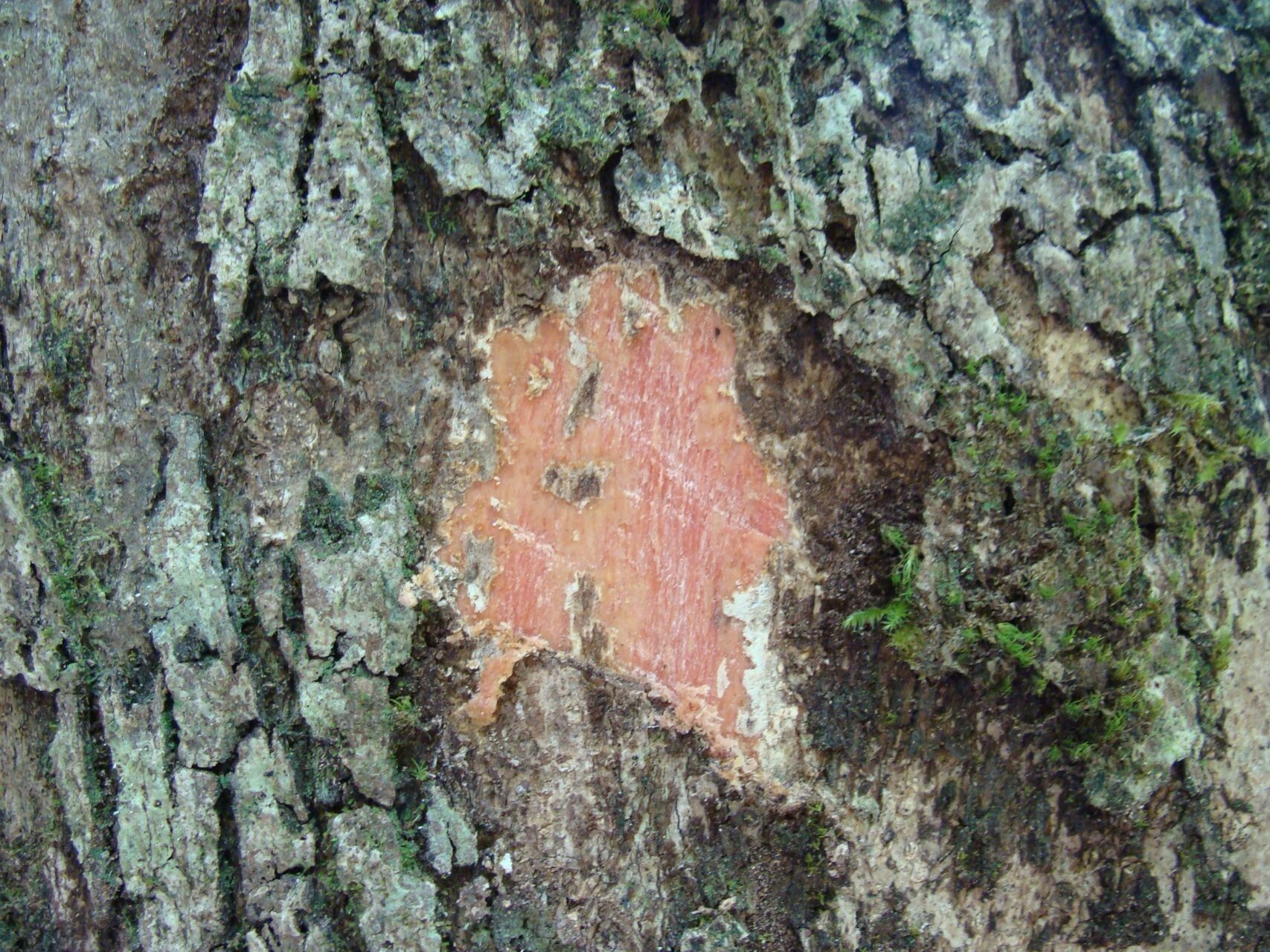 Cunonia austrocaledonica bark