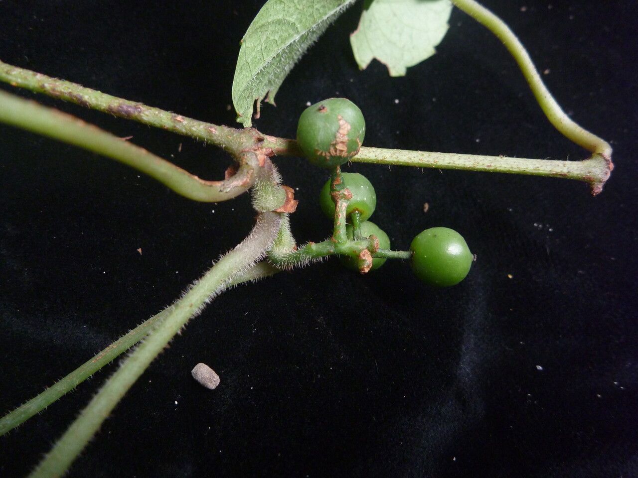 Tetrastigma obtectum habit