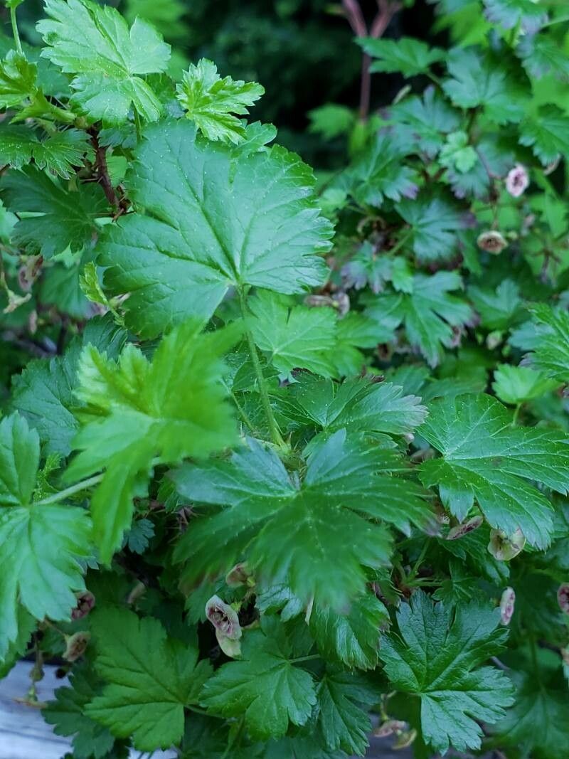 Ribes lacustre — search result for 'Ribes'