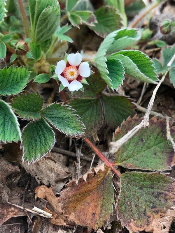 Potentilla micrantha flower