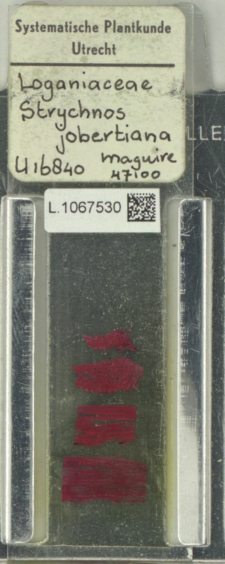 Strychnos jobertiana fruit