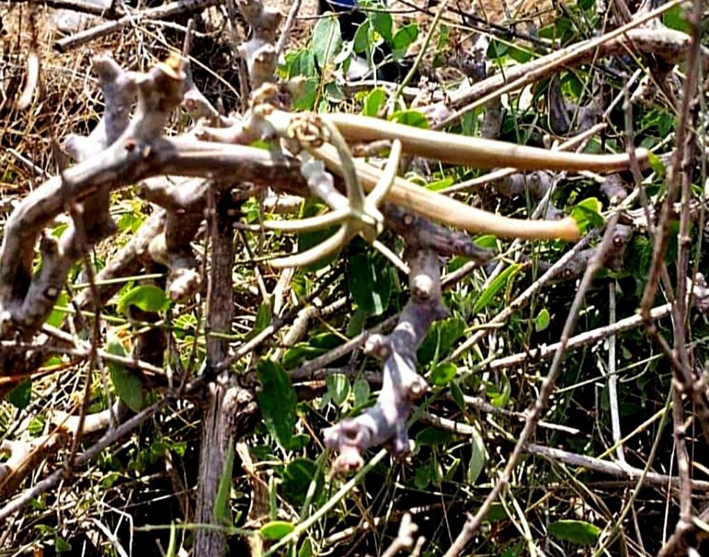 Ceropegia variegata — search result for 'Ceropegia'