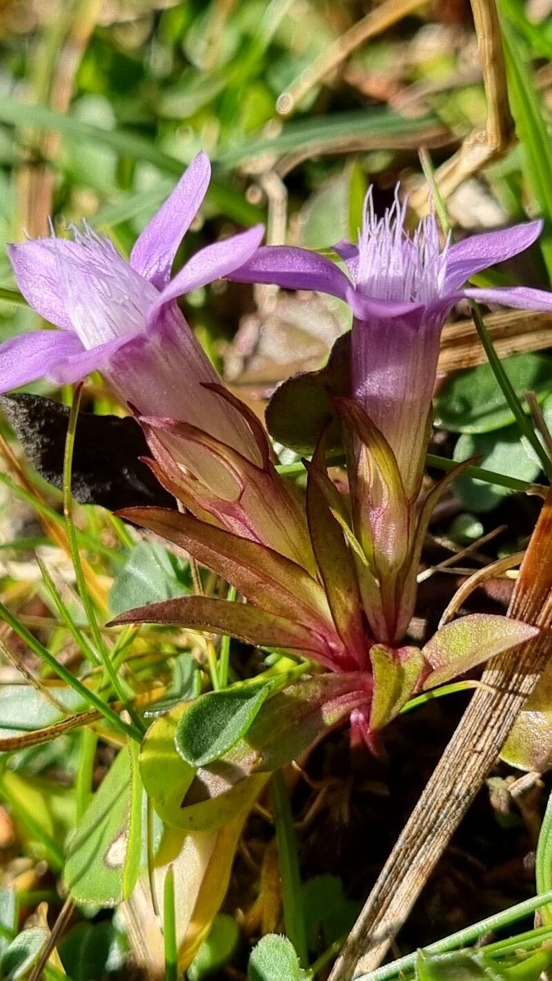 Gentianella germanica leaf