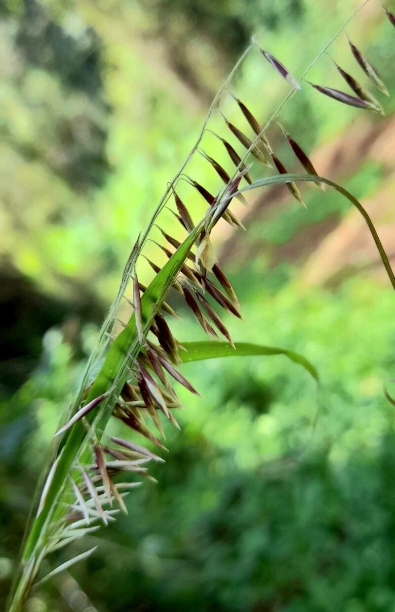 Melica sarmentosa flower