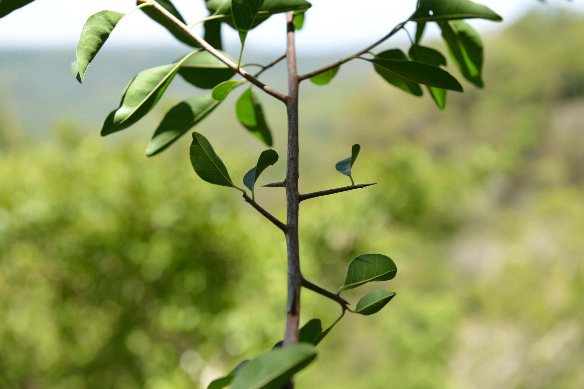 Sideroxylon stenospermum — houseplant care guide