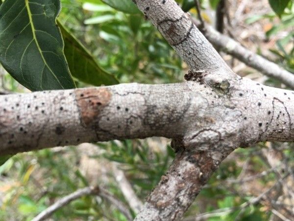 Guettarda glabrescens bark