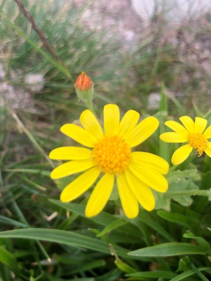 Senecio duriaei flower