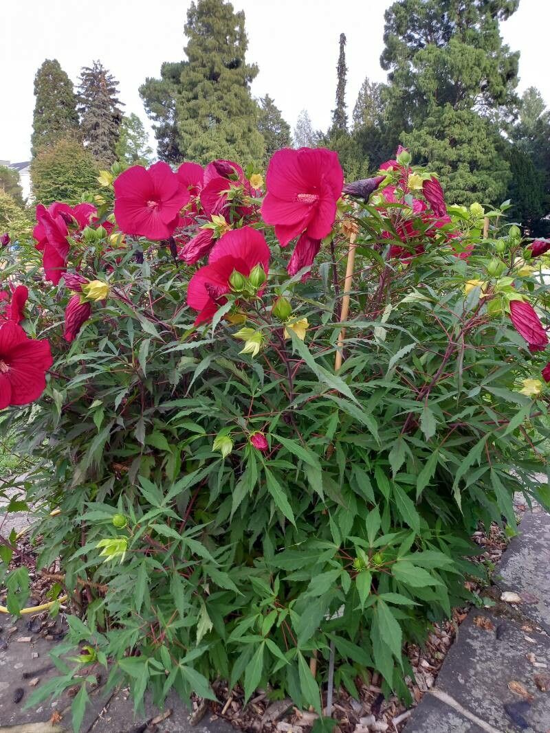 Hibiscus grandiflorus habit