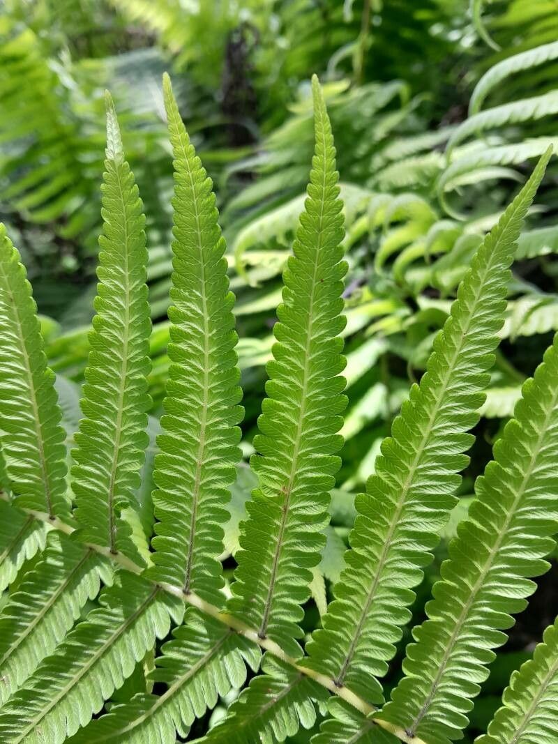 Thelypteris bergiana leaf