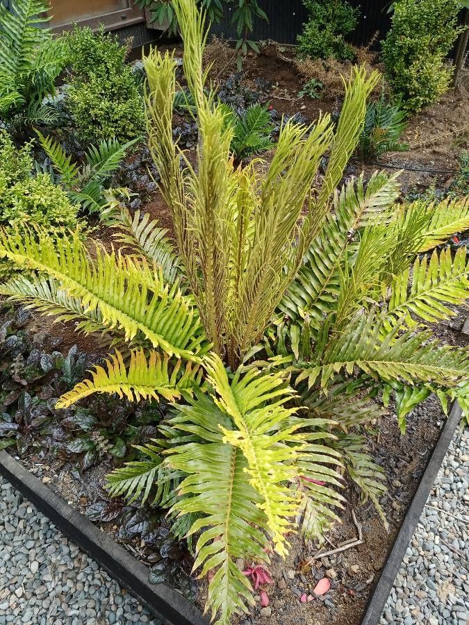 Blechnum magellanicum leaf