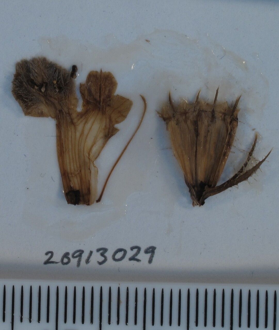 Phlomoides macrophylla other