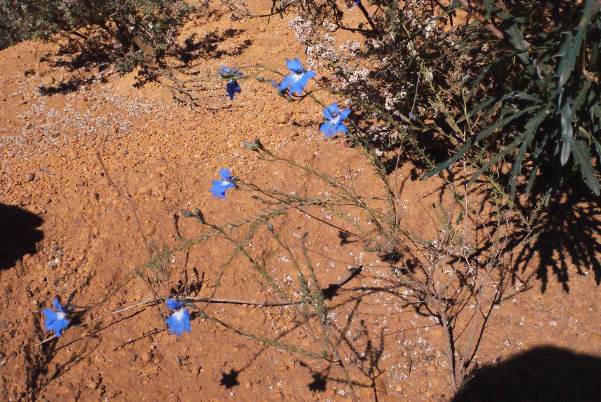 Lechenaultia biloba habit