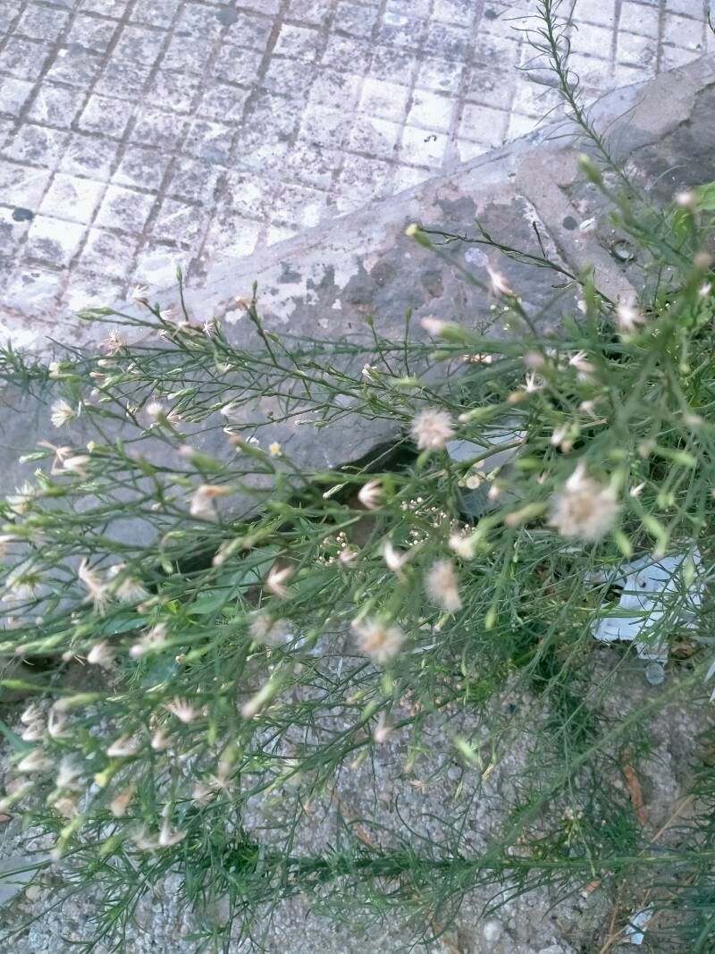 Aster squamatus flower