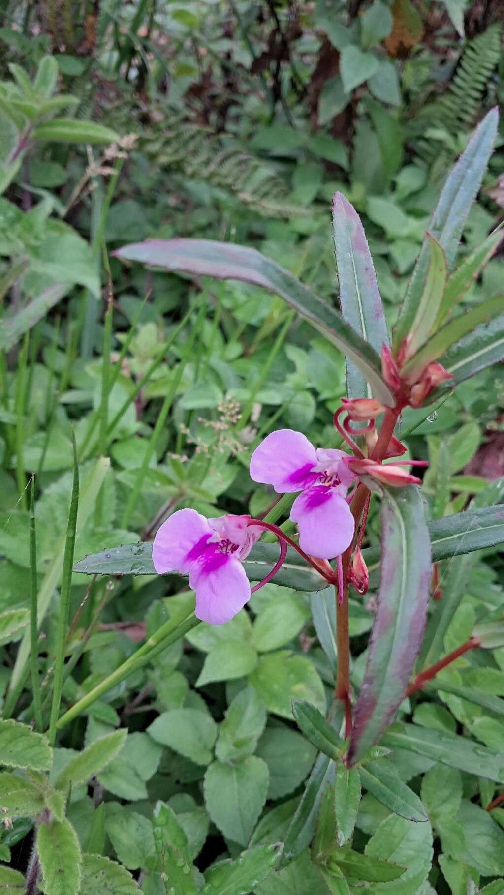 Impatiens yercaudensis — houseplant care guide