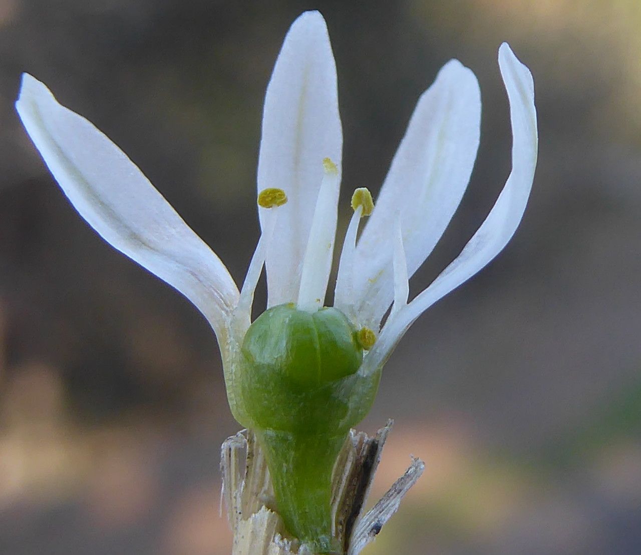 Allium chamaemoly fruit