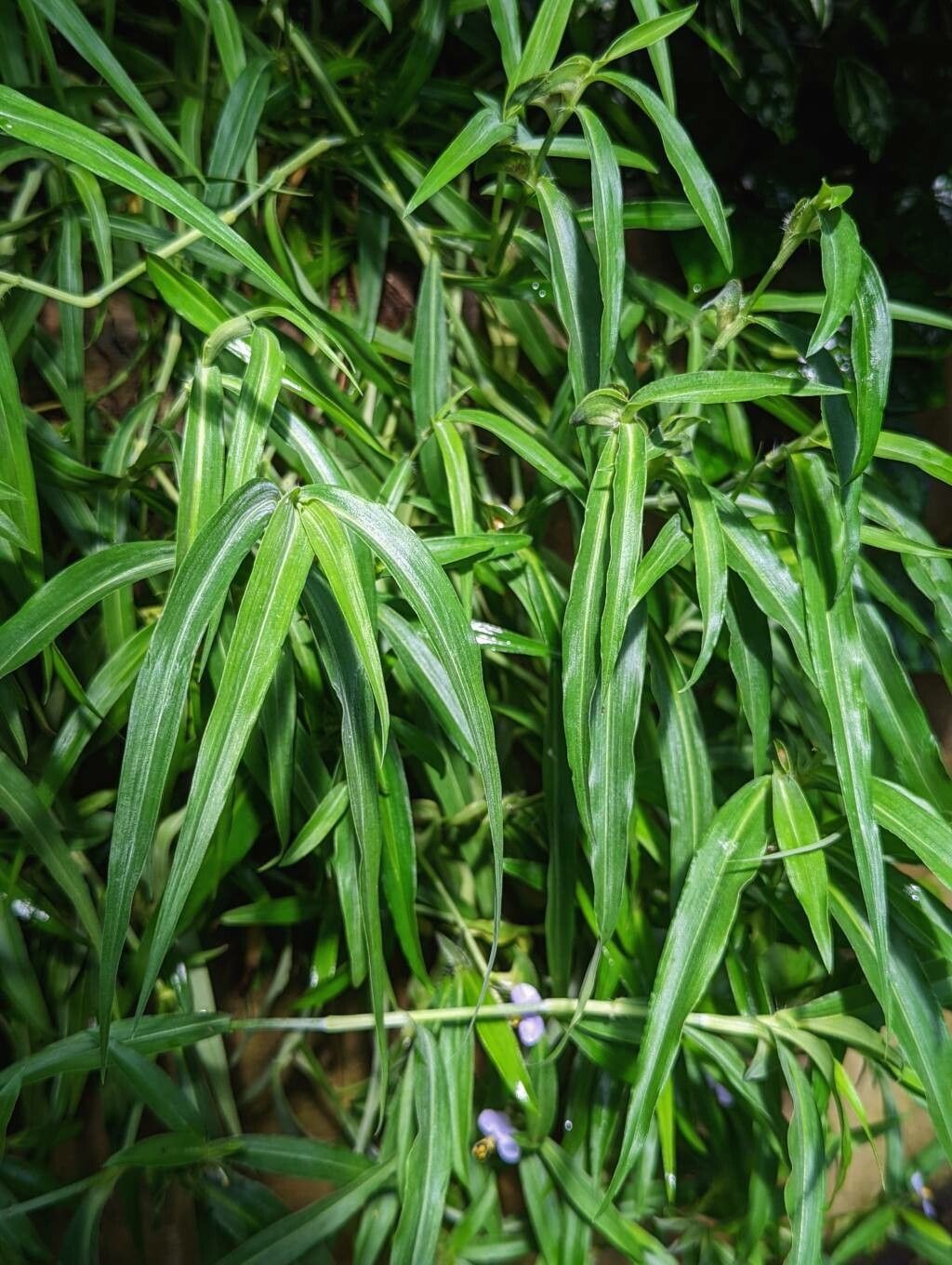 Commelina longifolia — search result for 'Commelina'