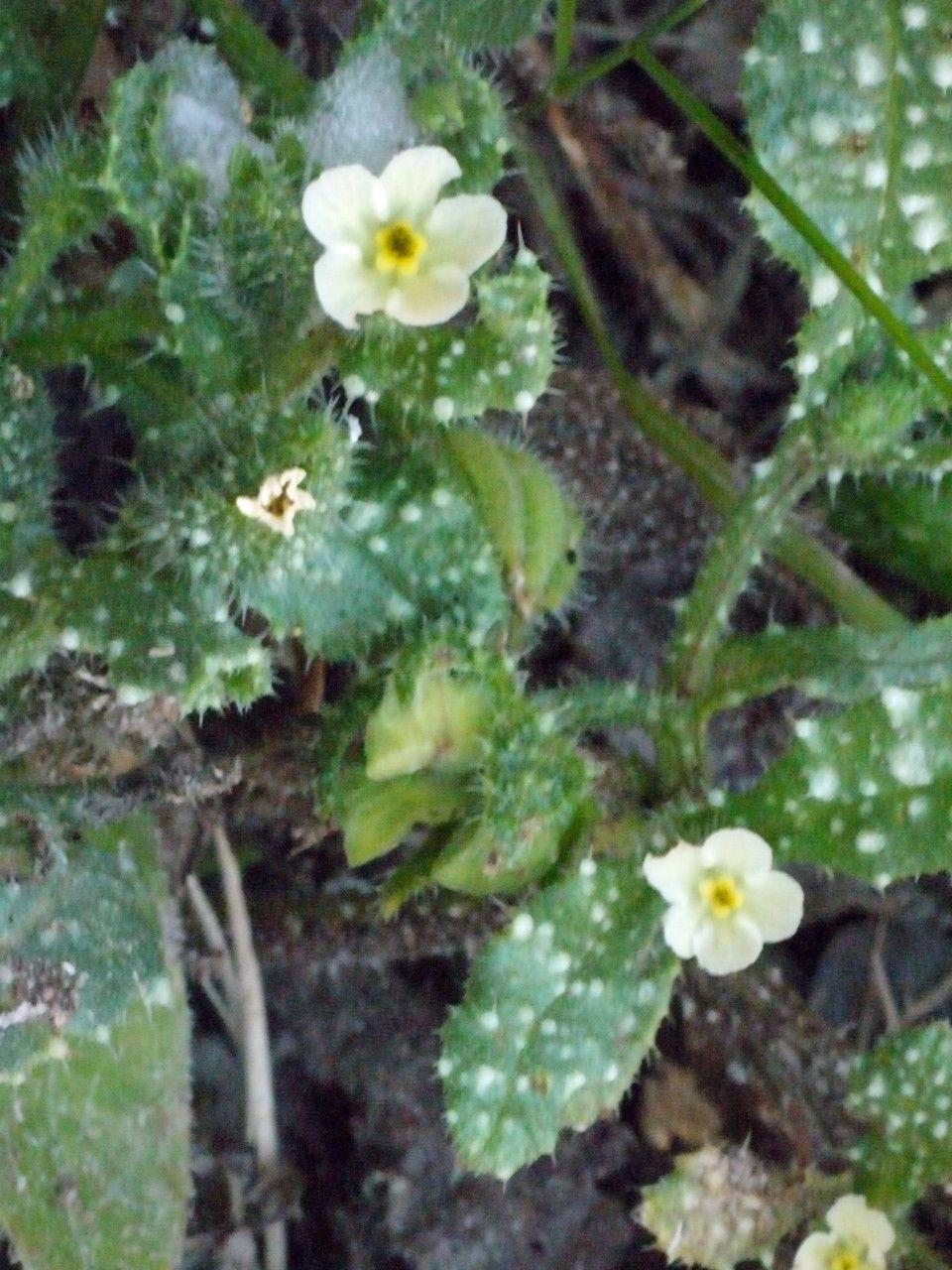 Anchusa aegyptiaca habit