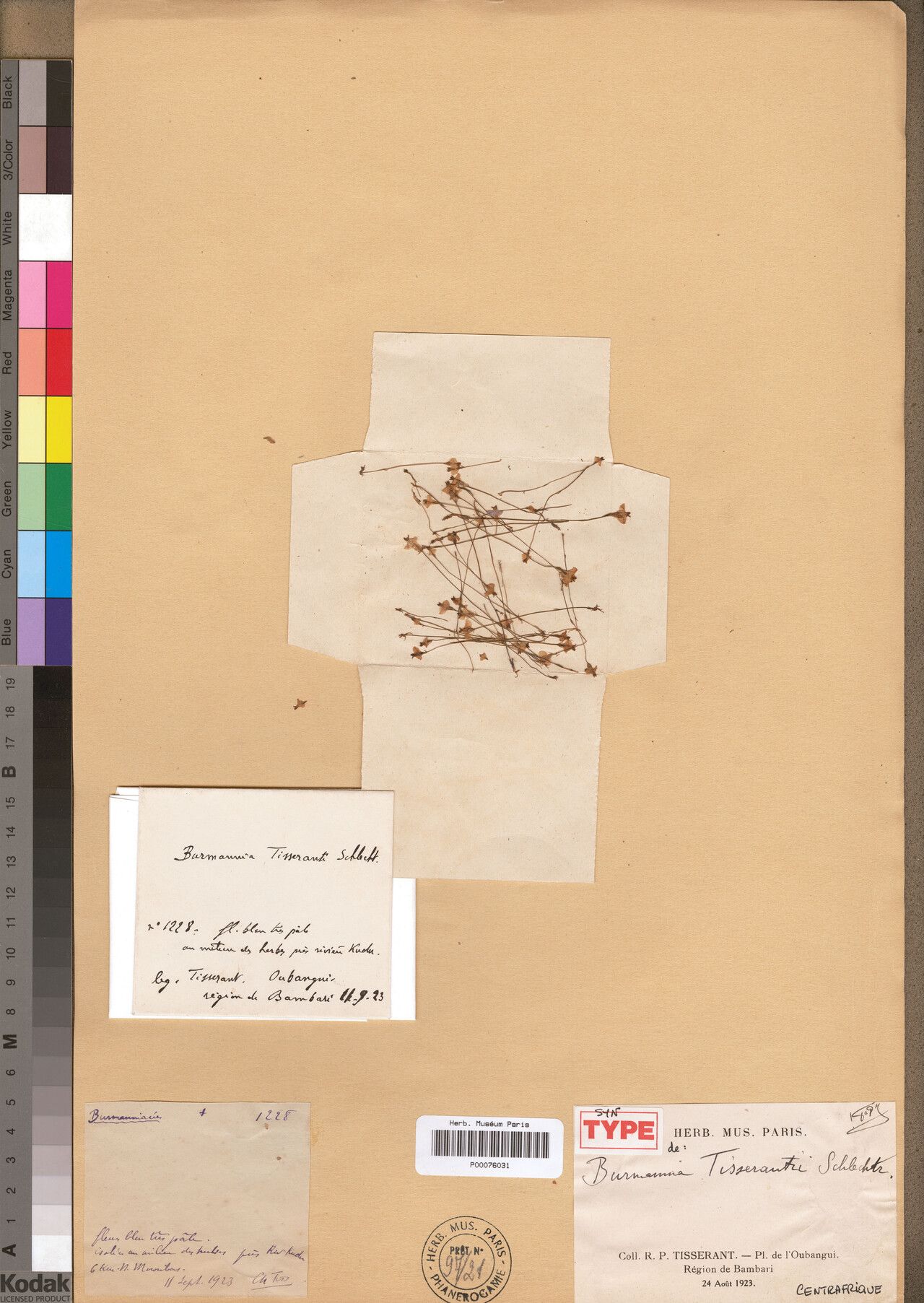 Burmannia tisserantii — houseplant care guide