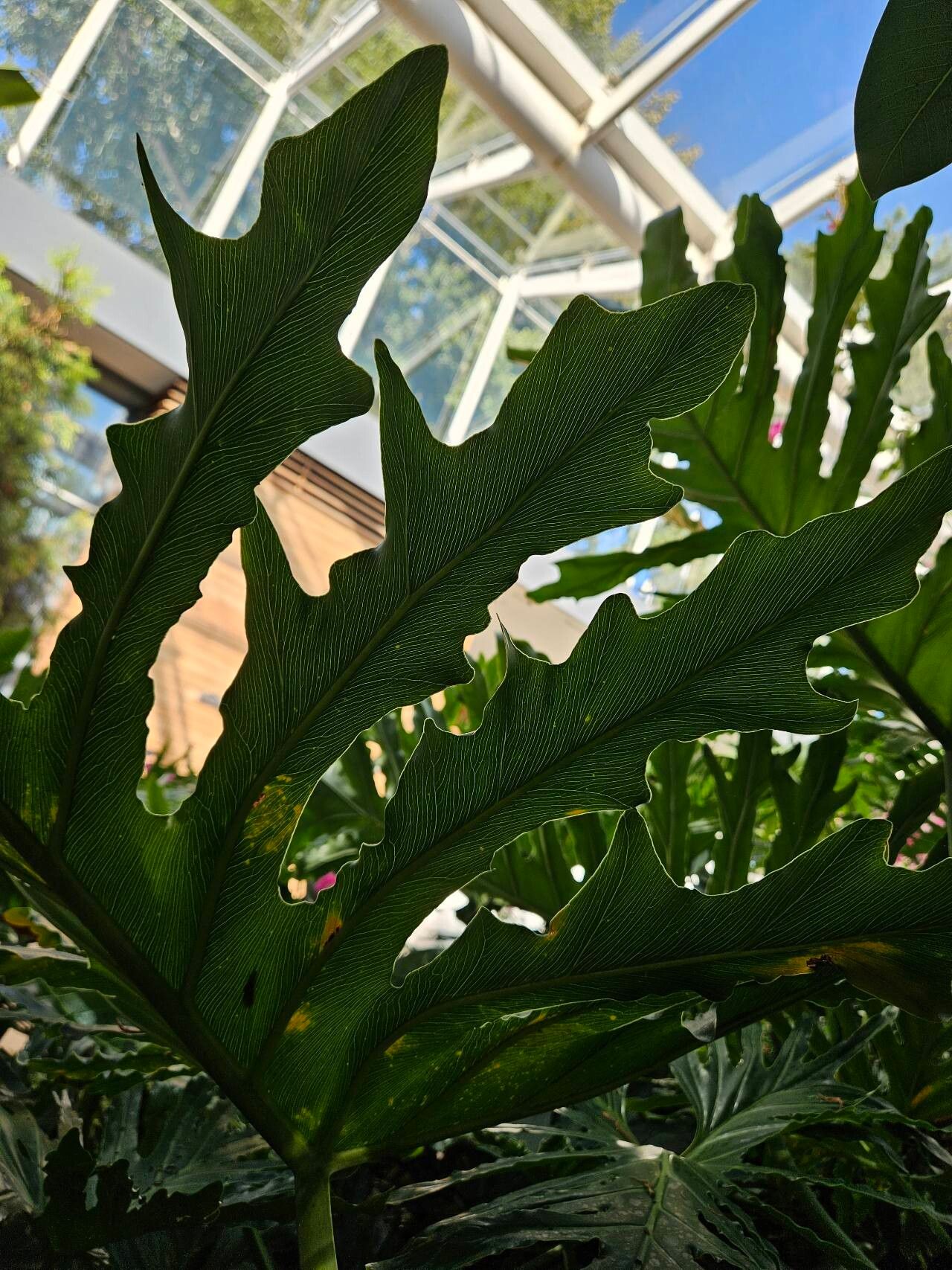 Thaumatophyllum bipinnatifidum