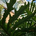 Thaumatophyllum bipinnatifidum