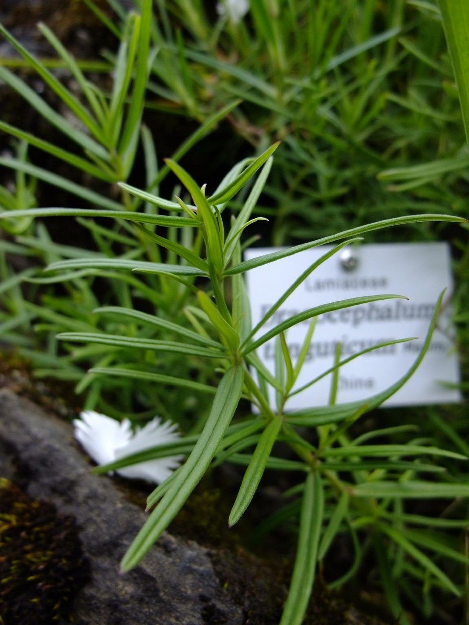 Dracocephalum tanguticum habit