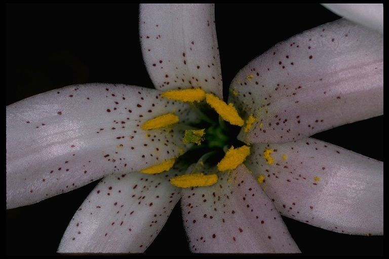 Lilium rubescens flower