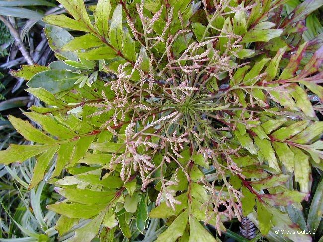 Beauprea comptonii flower