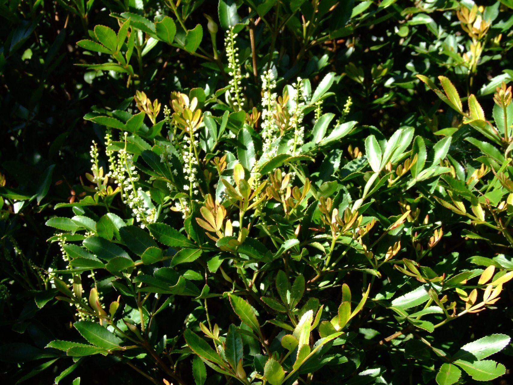 Cunonia aoupiniensis habit