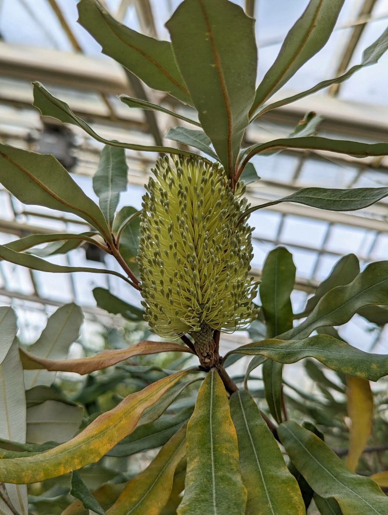 Banksia dentata flower