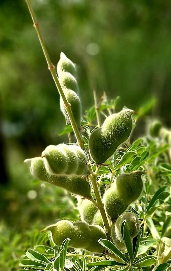 Lupinus micranthus fruit