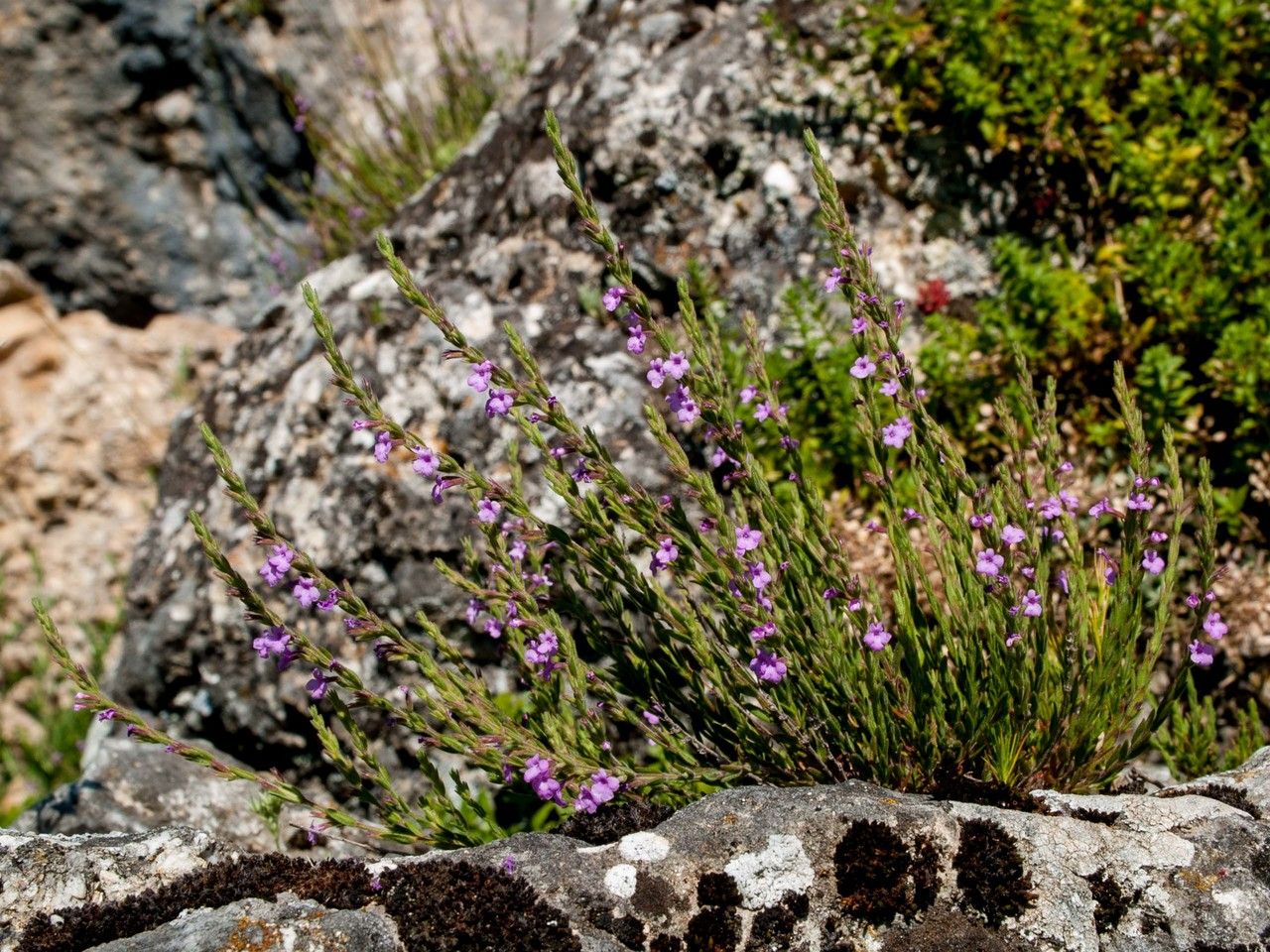 Micromeria cristata habit