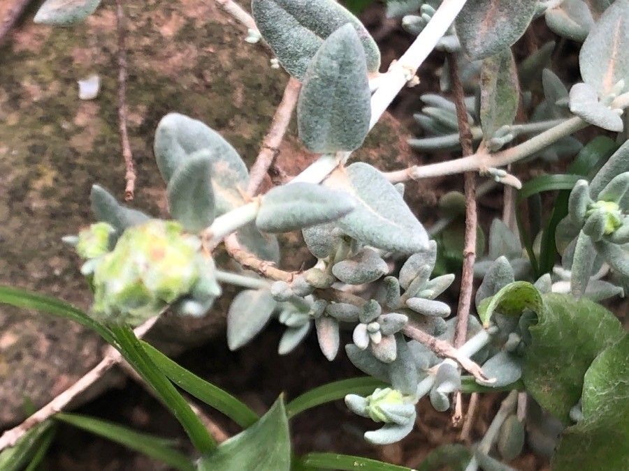 Helianthemum caput-felis — houseplant care guide